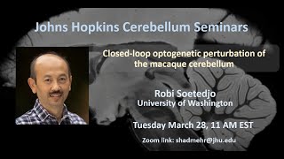 Robi Soetedjo Closedloop optogenetic perturbation of the macaque cerebellum [upl. by Williams270]