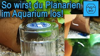 Lästige Plagegeister im Aquarium So wirst du Planarien in deinem Becken losTipps und Tricks [upl. by Annoyek]