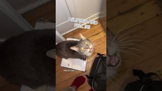 CAT LEARNS WHY SHE SHOULDN’T GO DUMPSTER DIVING🐈‍⬛😂 shorts cats comedy [upl. by Ballinger592]