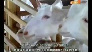 VISIT UK FARM AGRO RESORT  GALERI NASIONAL MANDARIN TV2 [upl. by Sparrow587]