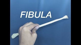 FIBULA  GENERAL FEATURES AND ATTACHMENTS [upl. by Val]