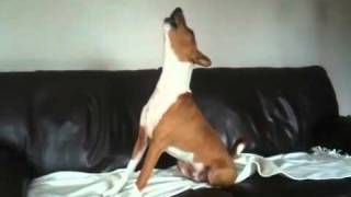 Basenji howling to Countdown clock [upl. by Antonetta]