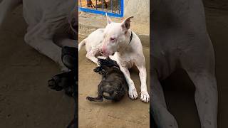 Belgian Milions Puppy Vs Gultair Dog short talhaghourivlogs [upl. by Puna]