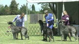 The 2011 Scottish Deerhound National Specialty Show [upl. by Kliment]