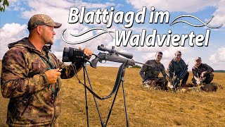 Blattjagd  Rehböcke in der Hochbrunft  Die Blattzeit in Theorie amp Praxis waldvierteljagd [upl. by Lidah]