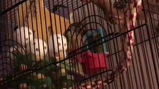 Green Cheek Conure sounds [upl. by Havens]