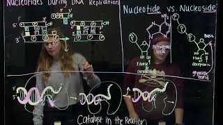 How Nucleoside Triphosphates Provide Energy for DNA Replication BIOS 041 [upl. by Anivram]