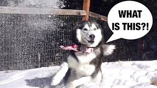 Meeka The Husky Sees Snow For The FIRST Time ❄️ ⛄️ [upl. by Euqinahc816]