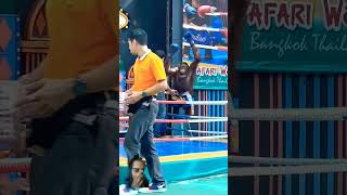 Orangutan Boxing Training in Thailand [upl. by Yesnnyl210]