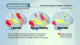 Science Bulletins How Does Reading Change the Brain [upl. by Darn48]