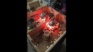 How we set up our brooder in our garage with 153 chicks [upl. by Oikim]