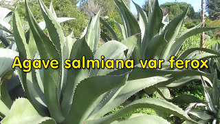 AGAVE GALLERY Agave salmiana var ferox [upl. by Ayihsa24]