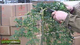 How to prune a hanging peashrub [upl. by Nachison]