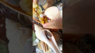 hunting pearls picking pearls fishing food satisfying relax fish outdoors [upl. by Kirwin]