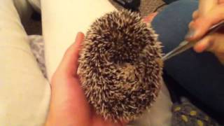 Grumpy hedgehog still loves mealworms [upl. by Sukram]