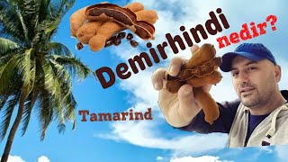 Demirhindi Nedir Tamarind Demirhindinin faydaları Demirhindi şerbeti Demirhindi bitkisi nedir [upl. by Fauman236]