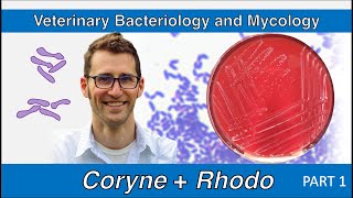 Corynebacterium and Rhodococcus Part 1  Veterinary Bacteriology and Mycology [upl. by Kcire488]