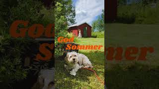 Sommertid 🪵☀️🏡🌻 sommer norge hytteliv pinoy havanese friluftsliv summer cabin cabinlife [upl. by Ellienad]