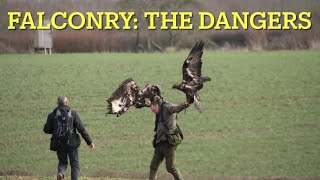 FALCONRY Top 5 DANGERS to avoid [upl. by Sirred]