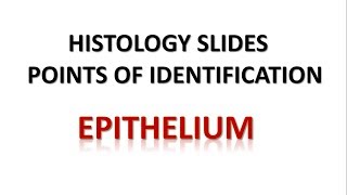 Epithelium Histology Points of Identification [upl. by Pasco]