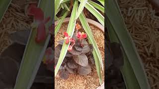 Begonia Ko Kitni Dhoop De youtubeshorts gardening sacculents plantcare begonia [upl. by Norrek697]