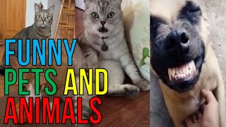 Nakakatawa Mga Alagang Hayop  Funny Pets And Animals Funny Videos Compilation [upl. by Cadal]