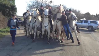 festivals dabrivado longues a Valergues 6 manades 04022017 [upl. by Yerxa]