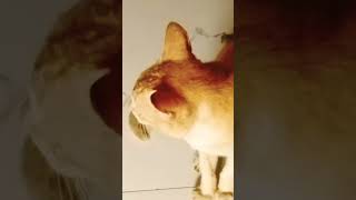 cute cat catie catlover cute short video [upl. by Landau573]