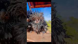 The polish Frizzle Chicken breed fypyoutube chicken frizzlechicken trendingshorts [upl. by Aitam]