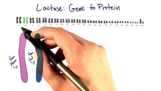 Lactase Gene  Tales from the Genome [upl. by Natanoy78]