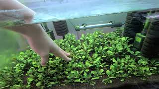 Bucephalandra wavy green 4 month [upl. by Joshua]