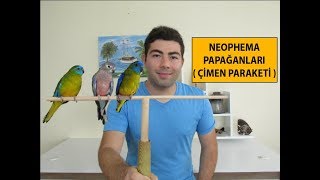 Neophema Papağanı  Çimen Paraketi Bakımı [upl. by Emmeram]