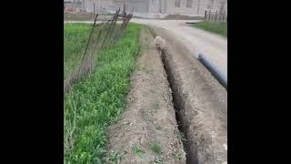 Rescued VIRAL Sheep Jumps Back into Ditch 😁😁 shorts short shortsvideo animals viral tiktok [upl. by Uuge357]