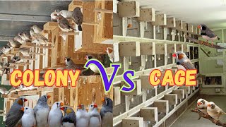 Finches Colony breeding vs Cage breeding  Finches Breeding Setup  Khubaib Pets [upl. by Lleinad]