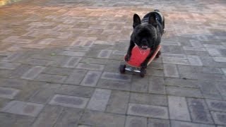 Skateboarding French Bulldog HAPPYスケボー犬ハッピー [upl. by Allan]