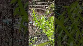 Pazhuthara chedi  പഴുതാര ചെടി gardening exoticplant ytshorts thembragarden [upl. by Johanan]