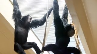 Siamang Gibbons howling and playing [upl. by Darryl259]