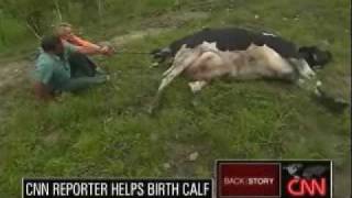 CNN Reporter Helps A Cow Give Birth [upl. by Snave]