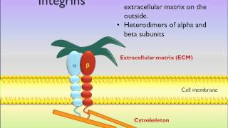 Integrins  Integrin Protein Structure Explained [upl. by Assiral]