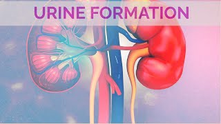 Urine formation Occurs in Nephron and involves three steps [upl. by Ynot166]