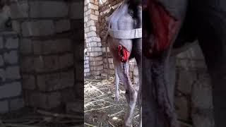 جرح متهتك فى حصان Lacerated penetrated wound in horse [upl. by Lea]