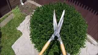 HOW TO Hand shearing Boxwood shrubs [upl. by Dedric]