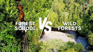 ORANGUTAN FOREST SCHOOL  MUCH MORE THAN A JUNGLE CLASSROOM [upl. by Pfaff]