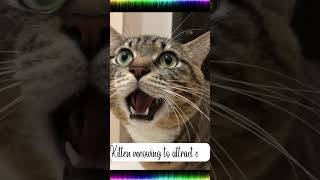 quotHow Cat Meows Can Attract Other Felines  Cat Sounds to Attract Cats shorts [upl. by Annabella]