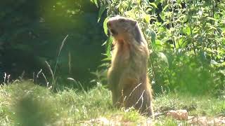 Marmotta che fischia Lessinia trentina luglio 2017 [upl. by Cyrie]