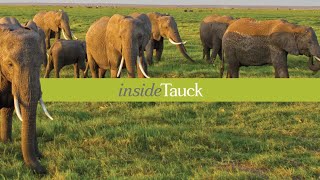 All about Kenya  insideTauck [upl. by Ddej]