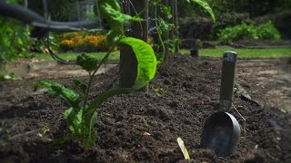 How To Plant Passionfruit And Tamarillos [upl. by Aaberg]