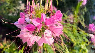 Adding the beautifully unique Cleome spider flower to your garden and attracting pollinators [upl. by Zoie]