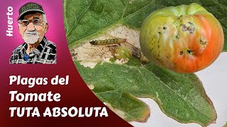 TOMATE todo sobre la TUTA ABSOLUTA PLAGAS DEL TOMATE [upl. by Gariepy35]