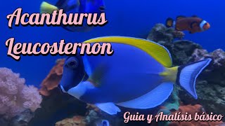 ACANTHURUS LEUCOSTERNON  GUIA Y ANALISIS BÁSICO [upl. by Anaylil]